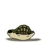 schildpadden3