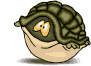 schildpadden5