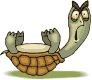 schildpadden7